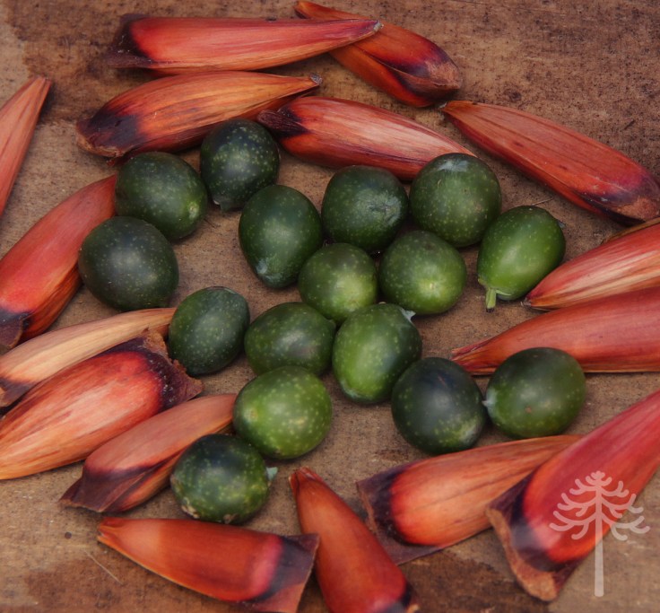 fruto de la estación en marzo